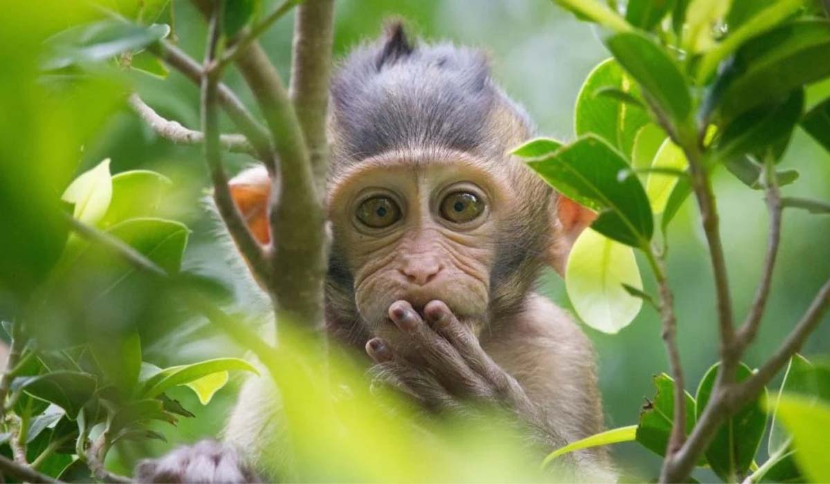 China Reports World's First Human Death from "Monkey B Virus"